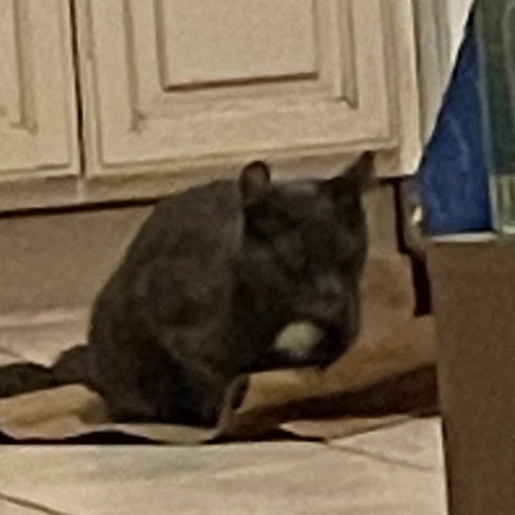 Meet your Posher, Mikara - Picture 1 of 1